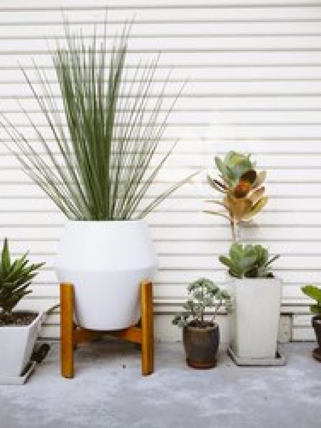 10 Outdated Plant Trends, According to Designers
