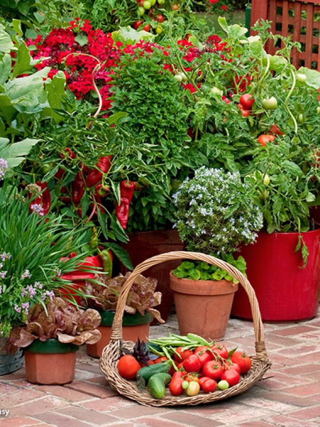 10 Best Tasting Easy Vegetables to Grow in Home Gardens