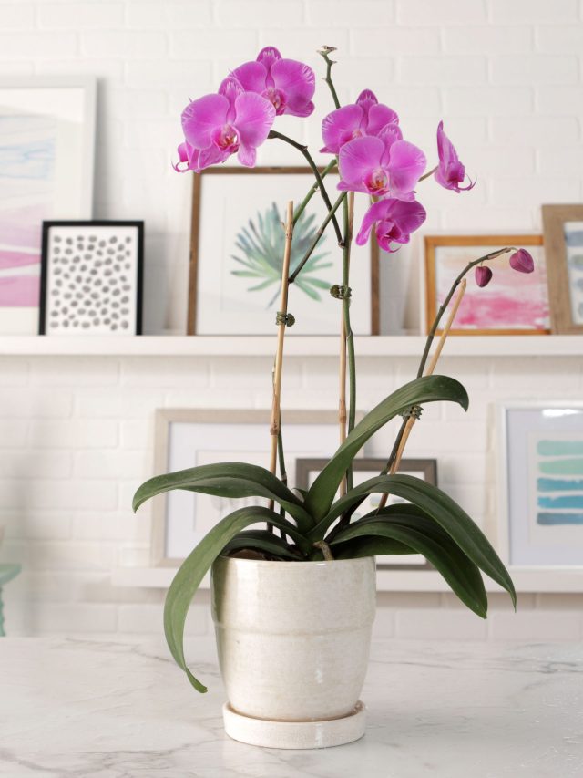 10 Beautiful Types of Orchids That Serve as Living Décor