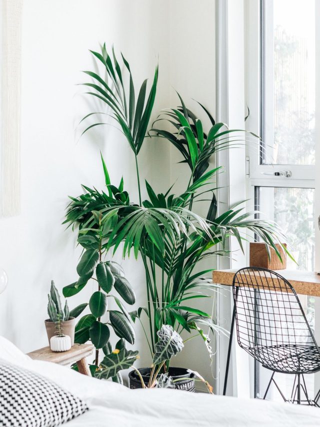 10 Best Plants for Bedrooms and Care Tips